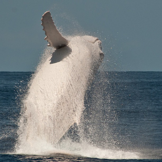 Illustration for article titled These rare photos of Migaloo the albino humpback whale are astonishing